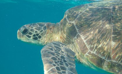 Green sea turtle